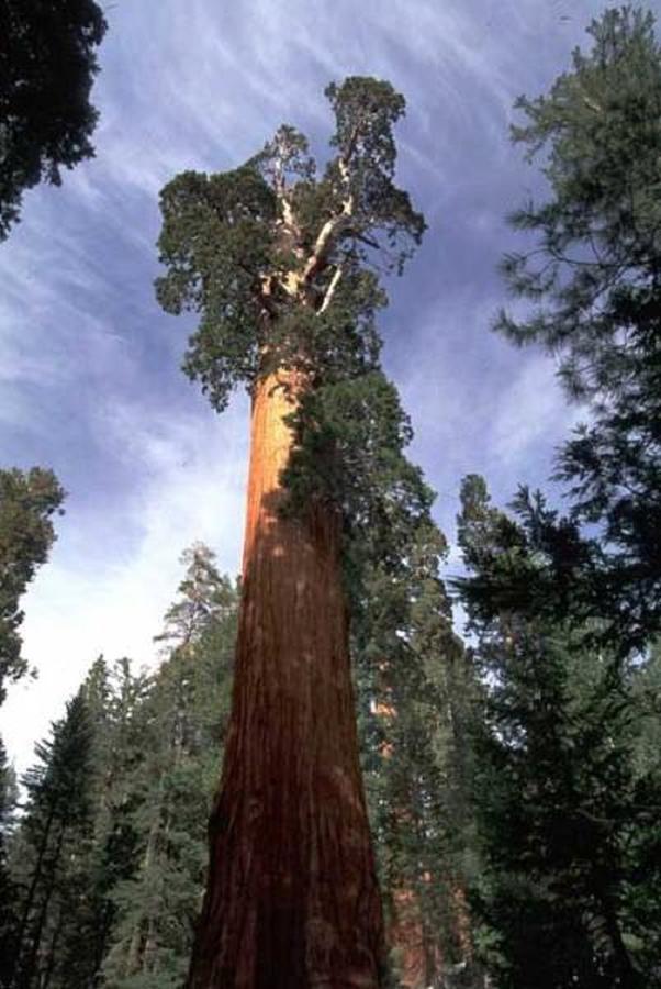 Montecito Sequoia Lodge Wilsonia Extérieur photo